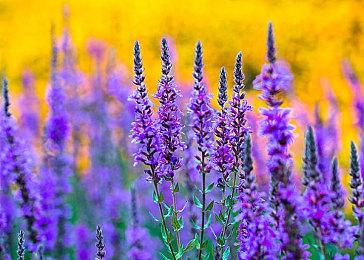 传《战地6》将在7月29日开启的三天活动上揭晓